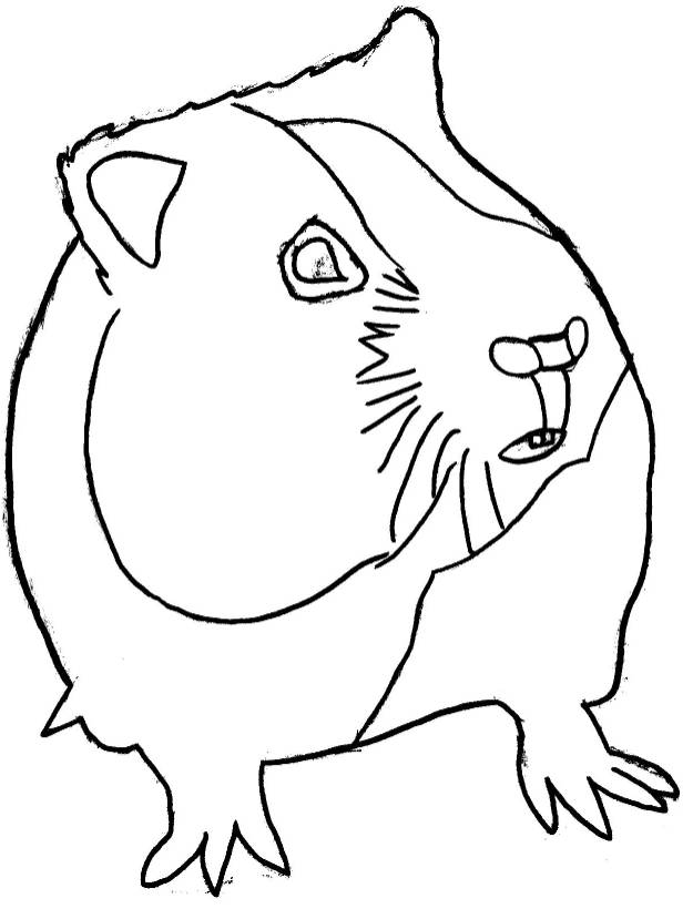 Coloriages À Imprimer : Hamster, Numéro : 27874 dedans Hamster À Colorier 