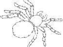 Coloriages Araignée (Animaux) - Album De Coloriages intérieur Dessin Araignée
