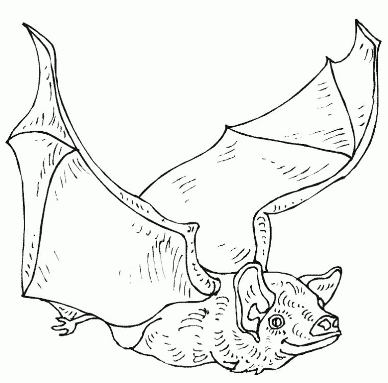 Coloriages De Chauve-Souris à Dessin Chauve Souris