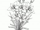 Coloriages De Fleurs - Flowers Coloring Page - Colorear à Dessin De Bouquet De Fleurs A Imprimer Gratuit