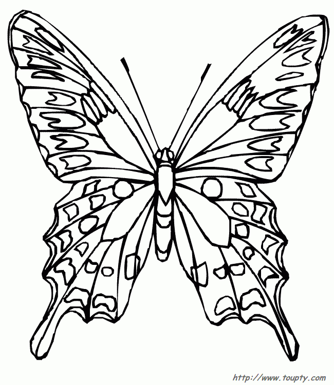 Coloriages De Papillons - Dessins De Papillons À Colorier destiné Coloriage De Papillon 