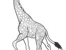 Coloriages - Girafe - Coloriages Gratuits À Imprimer à Coloriage Girafe