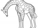 Coloriages - Girafe - Coloriages Gratuits À Imprimer avec Coloriage Girafe
