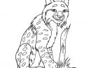 Coloriages Lynx Gratuits À Imprimer Pour Les Enfants intérieur Coloriage De Lynx