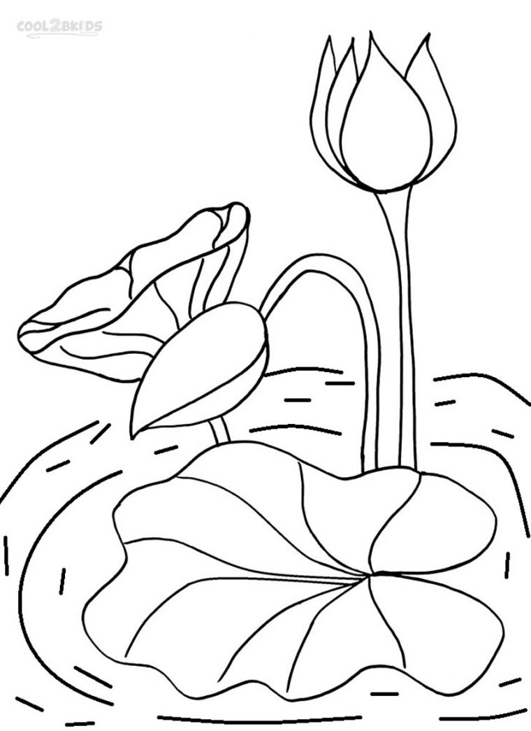 Coloriages – Nénuphar – Coloriages Gratuits À Imprimer concernant Dessin Nénuphar