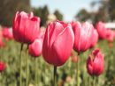 Comment Bien Choisir Ses Tulipes ? Les Conseils Des Pros encequiconcerne Planter Les Tulipes