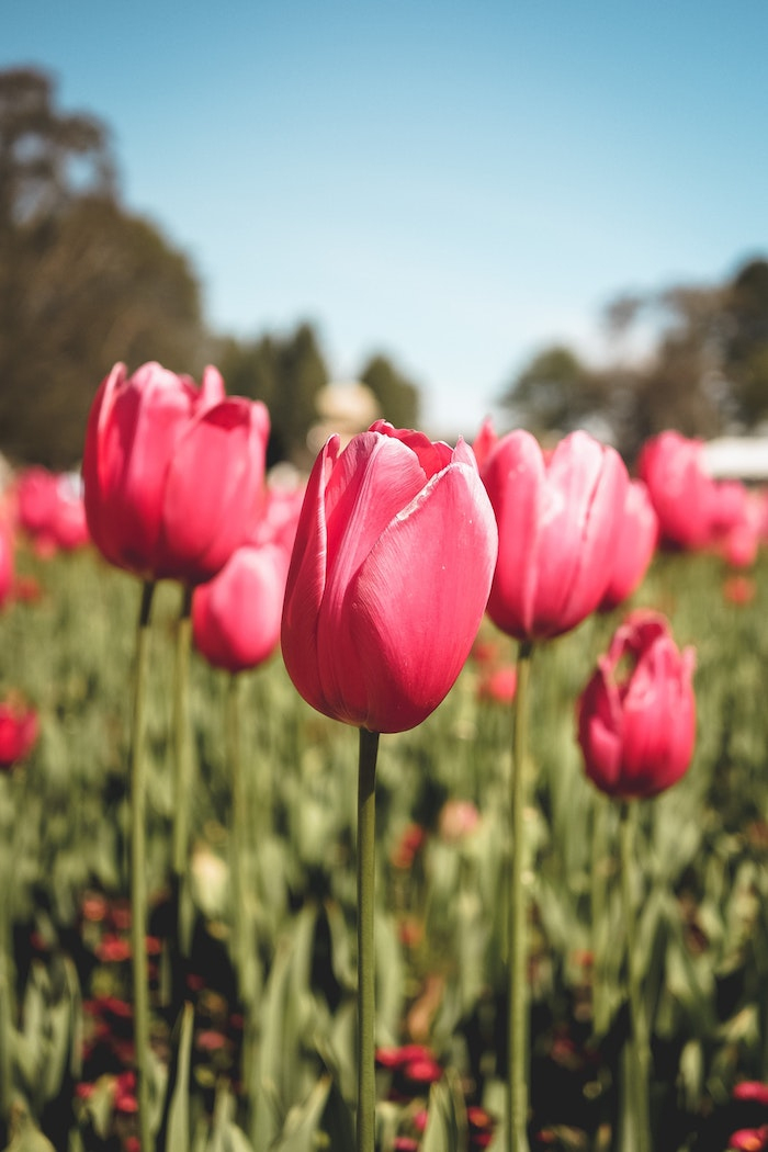 Comment Bien Choisir Ses Tulipes ? Les Conseils Des Pros encequiconcerne Planter Les Tulipes 