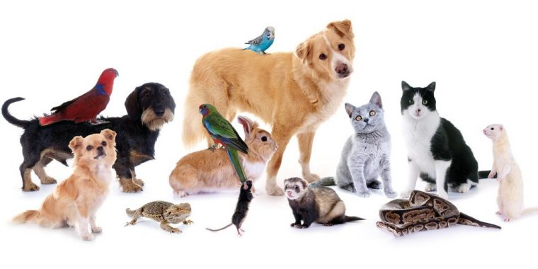 Comment Choisir Les Accessoires Pour Animaux Domestiques concernant Images Animaux Domestiques