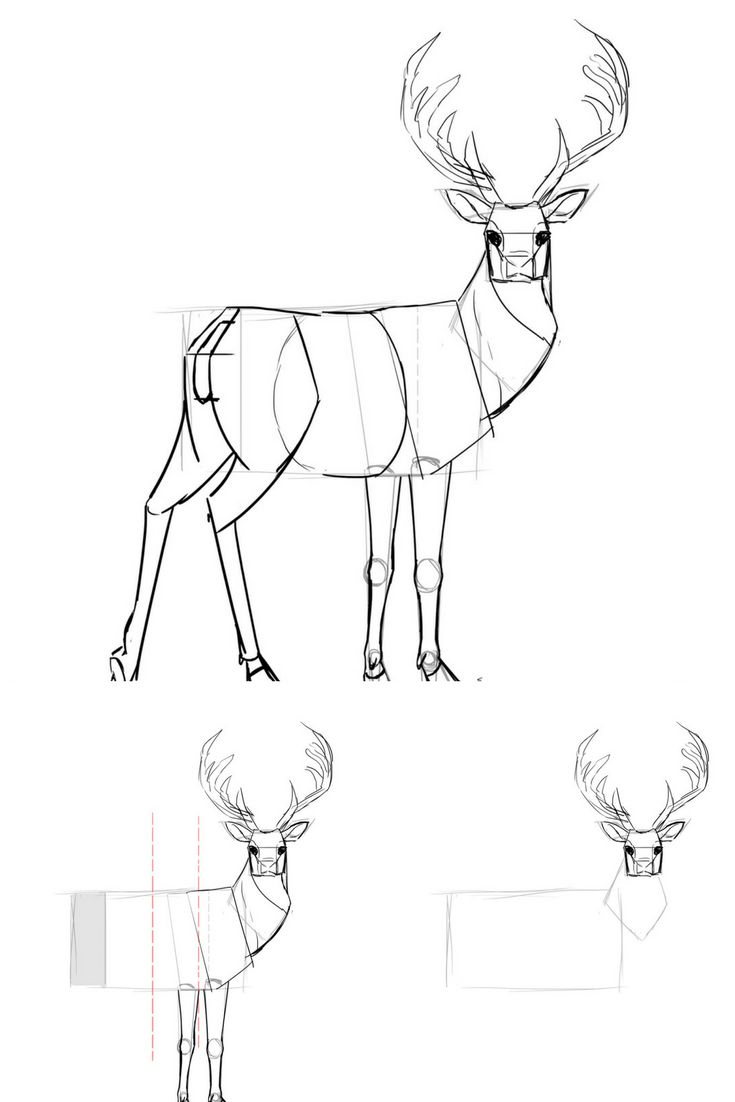 Comment Dessiner Un Cerf  Cerf Dessin, Croquis Animaux tout Comment Dessiner Un Cheval Étape Par Étape 