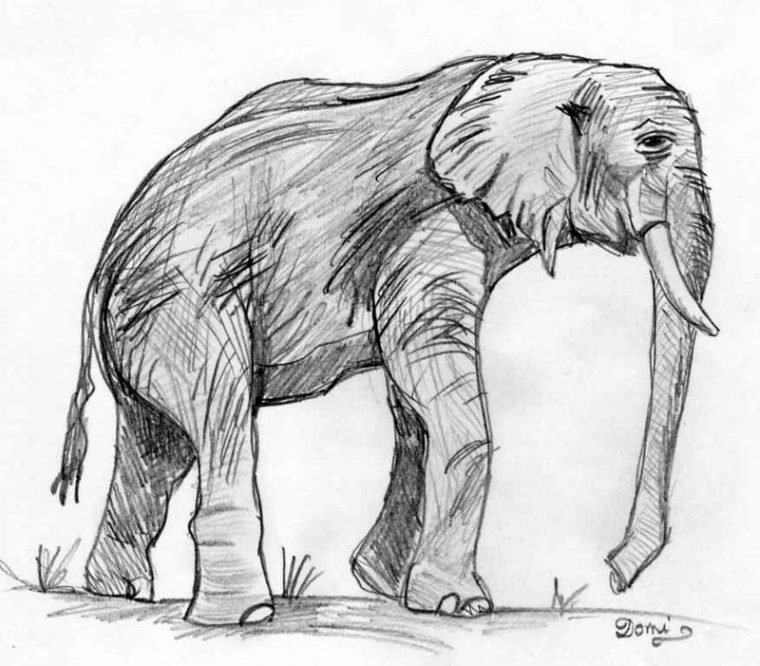 Comment Dessiner Un Elephant – Domi Dessins Et Peintures dedans Dessin D Elephant