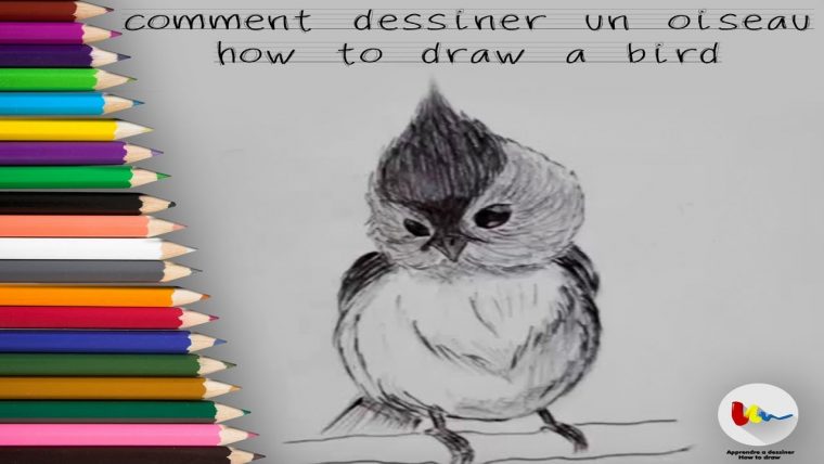 Comment Dessiner Un Oiseau – concernant Dessin Oiseau