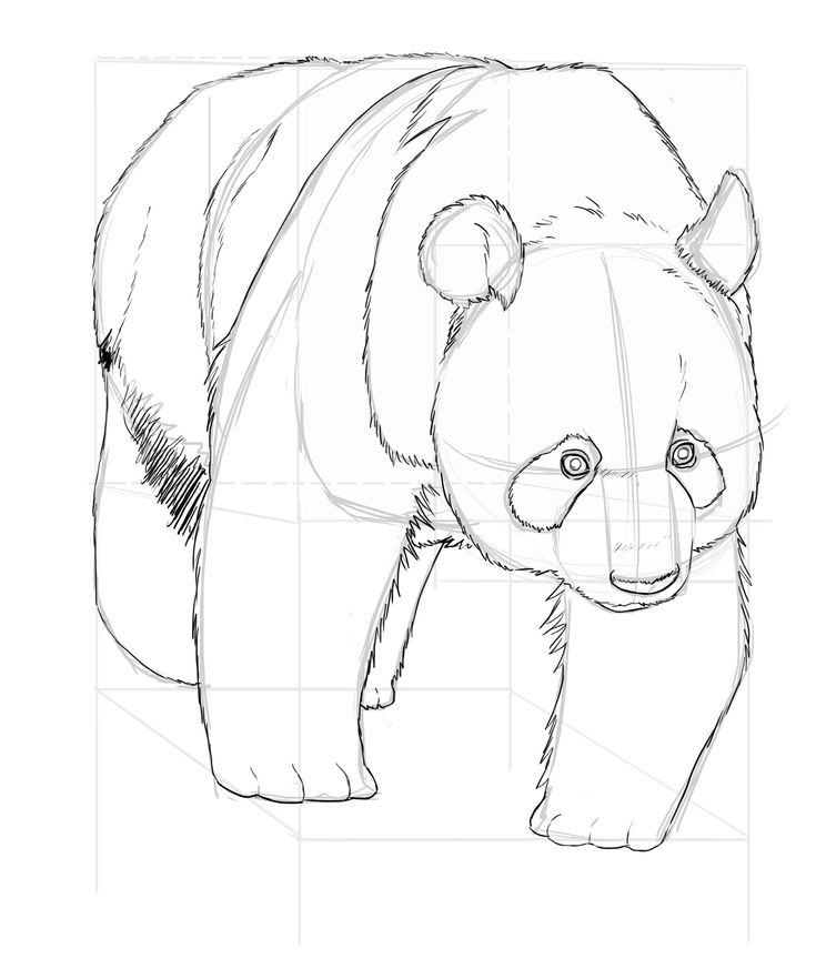 Comment Dessiner Un Panda  Comment Dessiner Un Panda pour Dessiner Un Nounours 