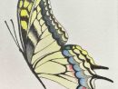Comment Dessiner Un Papillon  Dessin Papillon, Dessin encequiconcerne Papillon Image Dessin