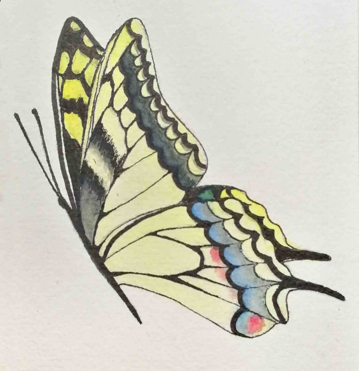Comment Dessiner Un Papillon  Dessin Papillon, Dessin encequiconcerne Papillon Image Dessin