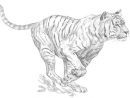 Comment Dessiner Un Tigre Blanc : Épinglé Sur Hayvanlar Ve tout Comment Dessiner Un Bébé Tigre