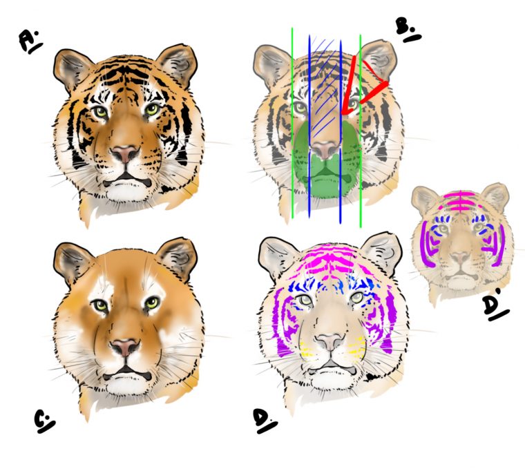 Comment Dessiner Un Tigre – Blog – Dessindigo pour Comment Dessiner Un Bébé Tigre