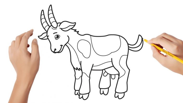 Comment Dessiner Une Chèvre  Comment Dessiner Une Chèvre destiné Comment Dessiner Une Vache Facilement