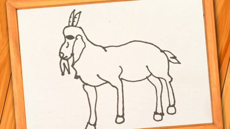 Comment Dessiner Une Chèvre  Comment Dessiner Une Chèvre tout Comment Dessiner Une Vache Facilement