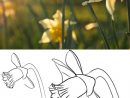 Comment Dessiner Une Fleur  Dessin Fleur, Comment concernant Dessiner Une Tulipe