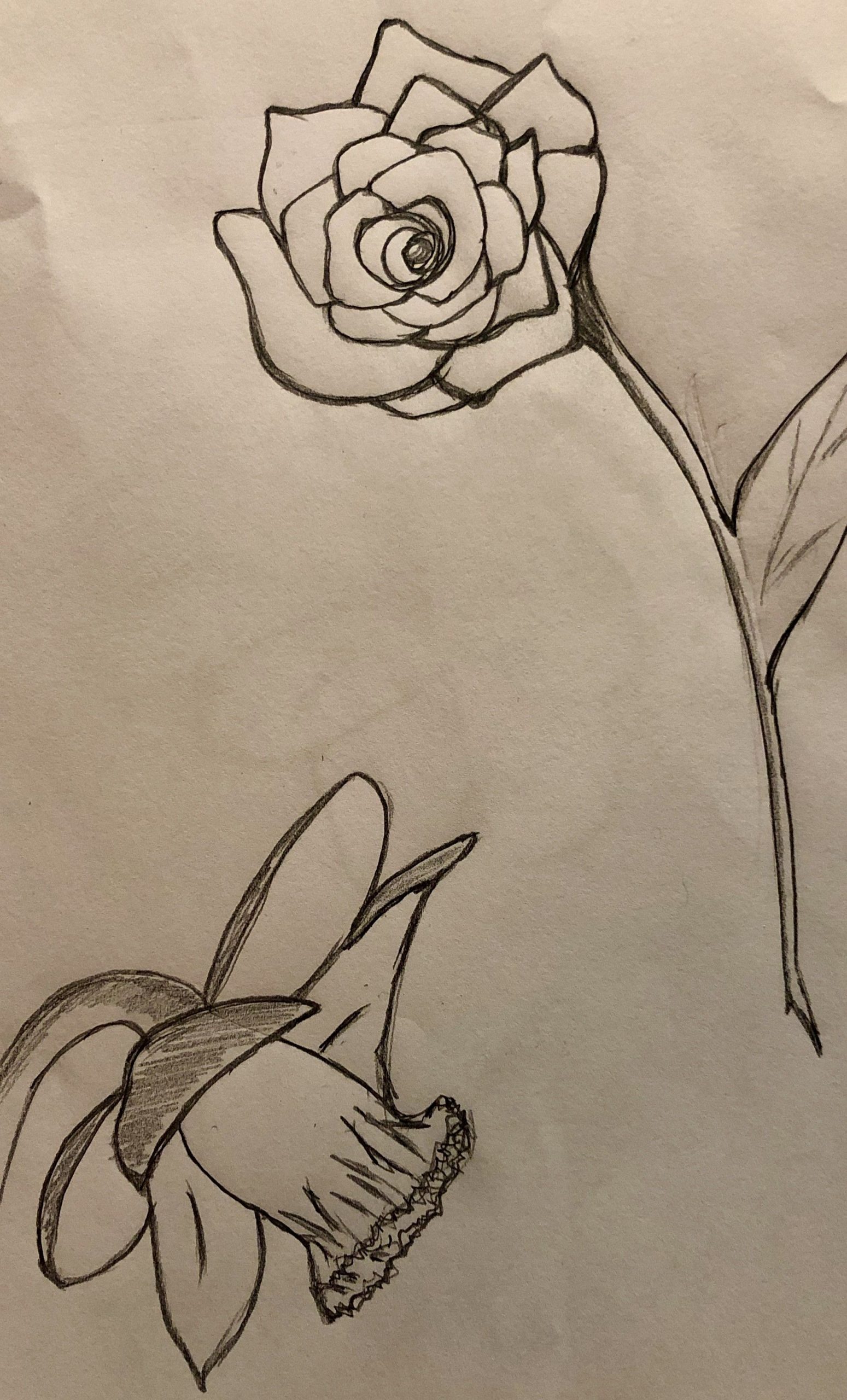 Comment Dessiner Une Fleur  Dessin Fleur, Dessin, Comment intérieur Dessiner Une Tulipe 
