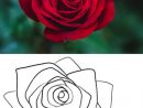 Comment Dessiner Une Fleur  Dessin Rose, Comment Dessiner destiné Fleurs A Dessiner Modele