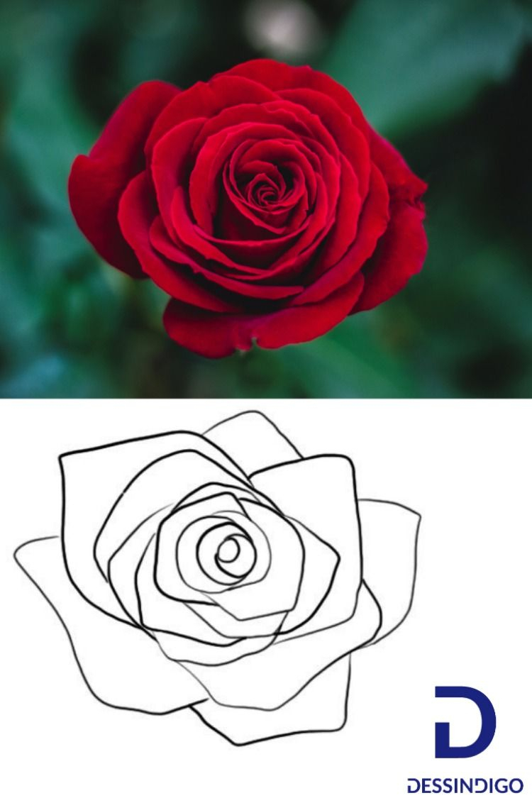 Comment Dessiner Une Fleur  Dessin Rose, Comment Dessiner destiné Fleurs A Dessiner Modele