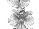 Comment Dessiner Une Fleur Étape Par Étape, Tutoriel De concernant Orchidée Dessin