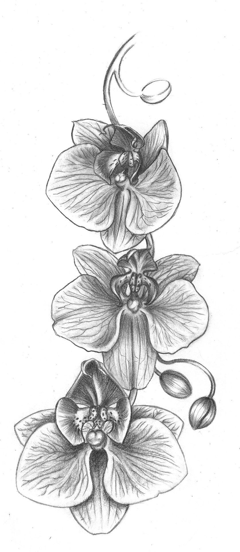 Comment Dessiner Une Fleur Étape Par Étape, Tutoriel De concernant Orchidée Dessin 