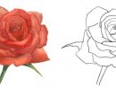 Comment Dessiner Une Rose Au Crayon - Cours De Dessin à Dessin Facile De Rose