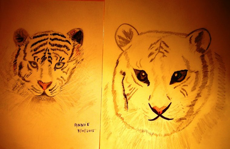 Comment Dessiner Une Tête De Tigre – Domi Dessins Et Peintures tout Comment Dessiner Un Bébé Tigre