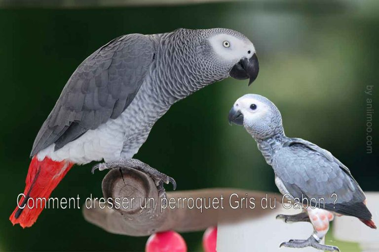 Comment Dresser Le Perroquet Gris Du Gabon? - Aniimoo concernant Perroquet Anglais 
