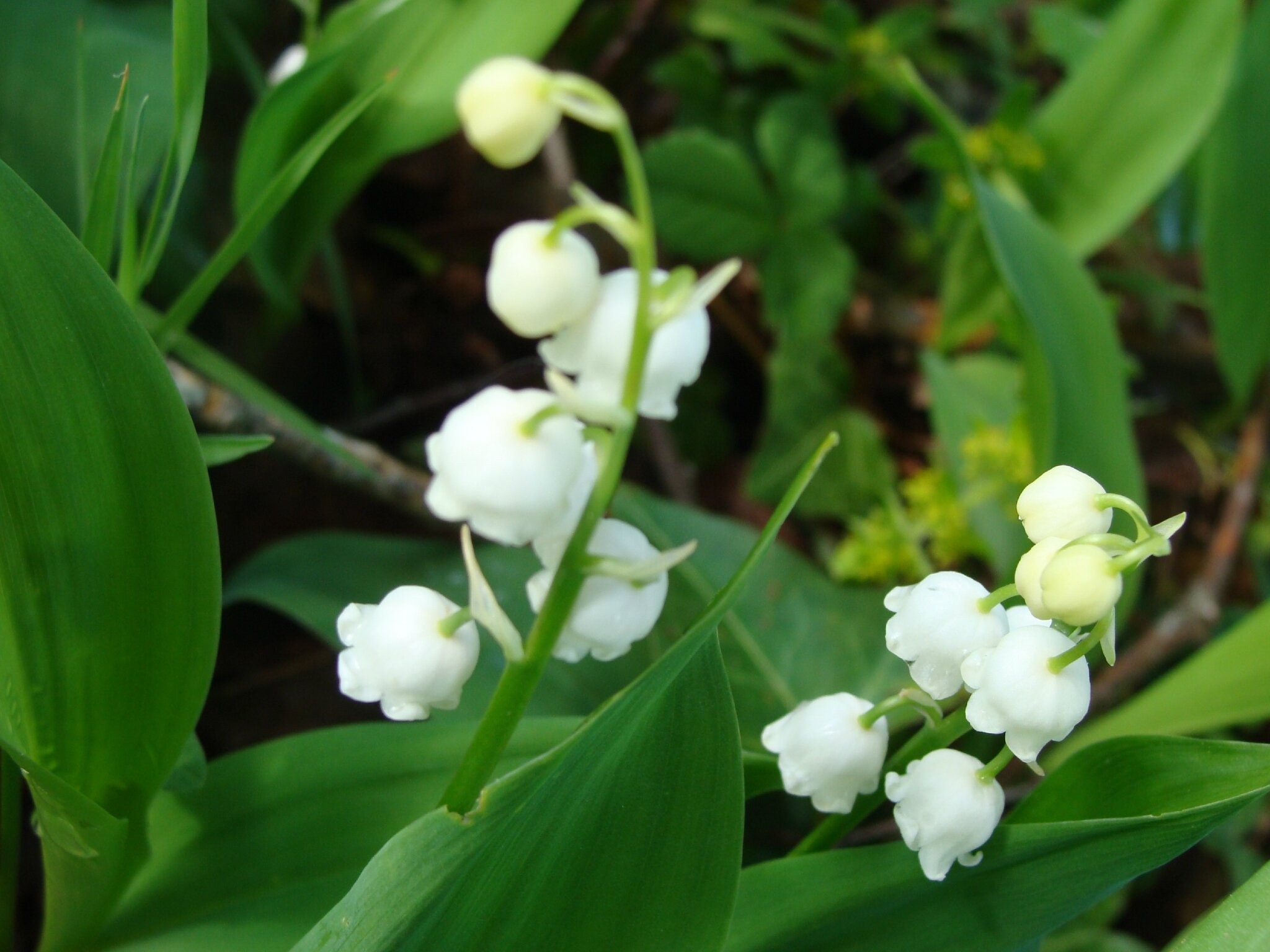 Comment Faire Pousser Du Muguet  Comment Faire Pousser Du destiné Muguet Plantation 