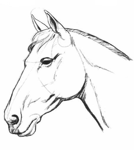 Comment Faire Un Cheval dedans Dessin Facile De Cheval 