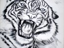 Comment Peindre Une Tête De Tigre - Domi Dessins Et Peintures dedans Dessin De Tigre Blanc