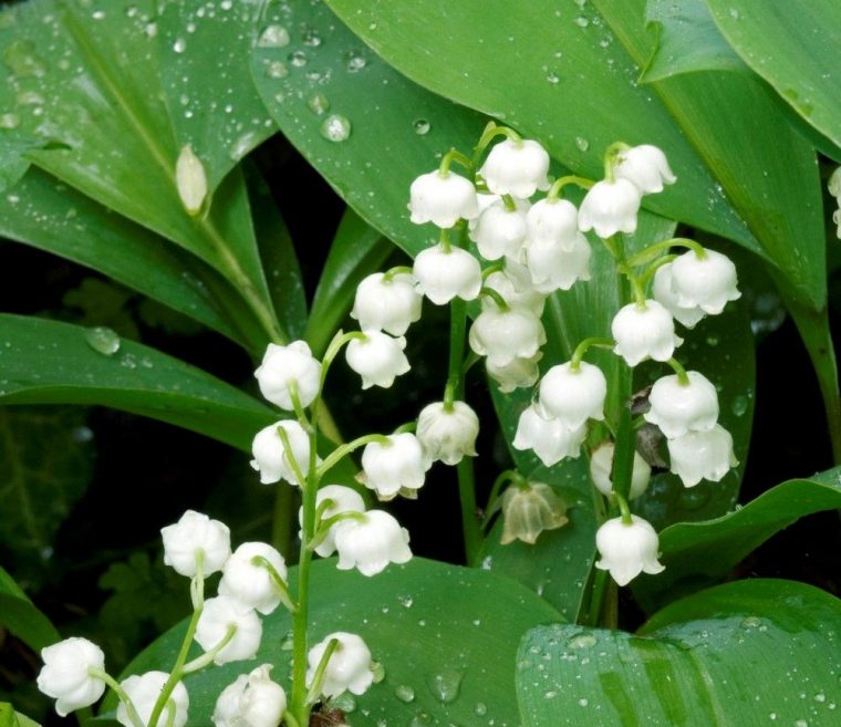 Comment Planter Du Muguet En Pleine Terre – Agencement De avec Muguet Fleur