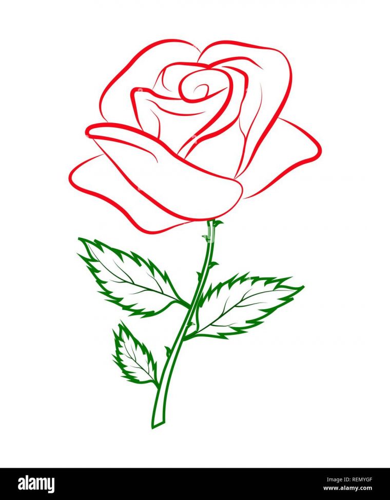 Contour Simple Dessin Couleur D'Une Rose Rouge Sur Un pour Dessin Facile De Rose