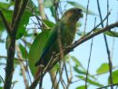 Conure À Oreillons (Pyrrhura Hoematotis) - Oiseaux Exotiques tout Perroquet Anglais