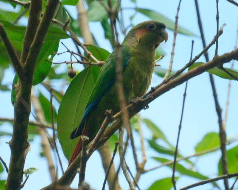 Conure À Oreillons (Pyrrhura Hoematotis) – Oiseaux Exotiques tout Perroquet Anglais