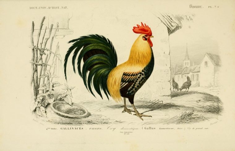 Coq Domestique  Vintage Art Prints, Chicken Illustration destiné Dessin Coq