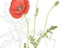 Coquelicot, Famille Des Papaveraceae.  Illustration pour Dessin Coquelicot Fleur