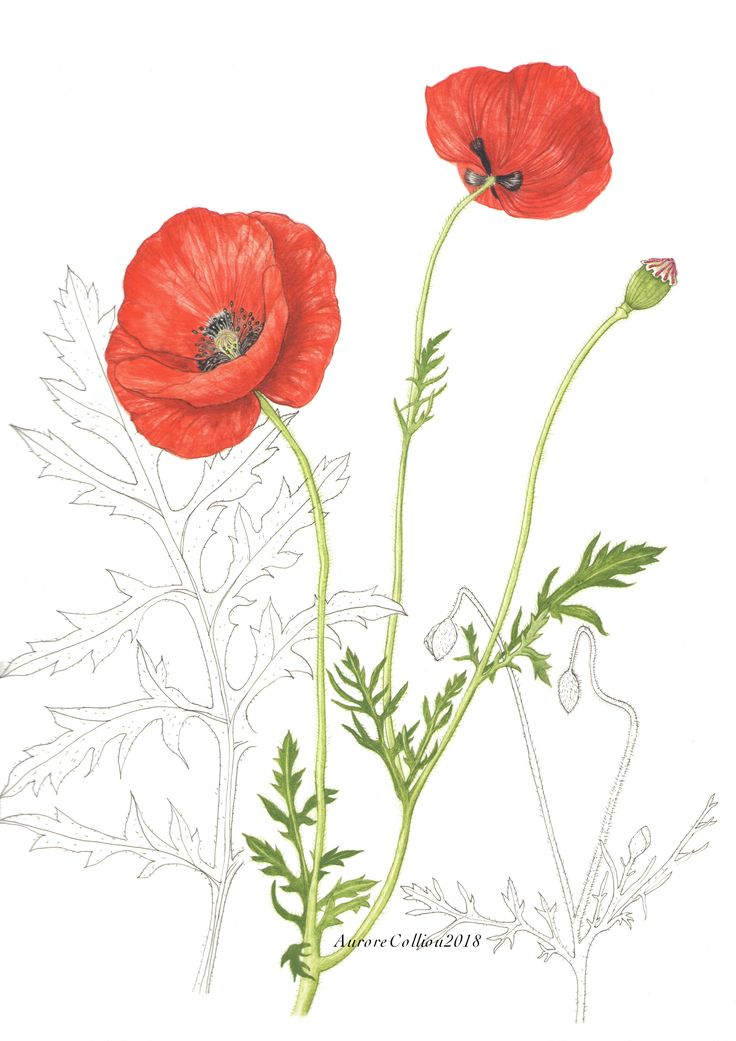 Coquelicot, Famille Des Papaveraceae.  Illustration pour Dessin Coquelicot Fleur 