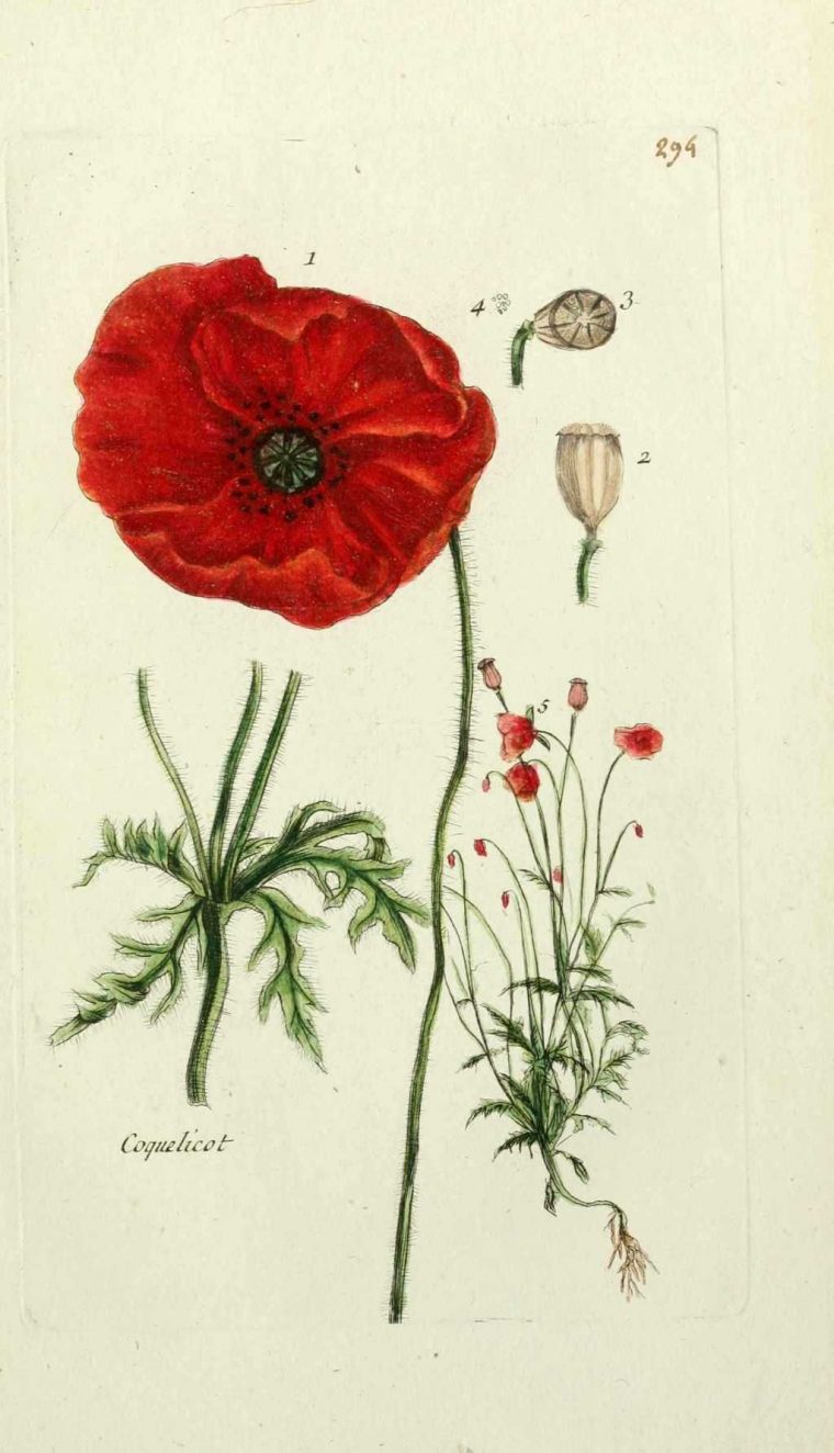 Coquelicot  Gravures Botaniques Anciennes, Dessin dedans Coquelicot Dessin