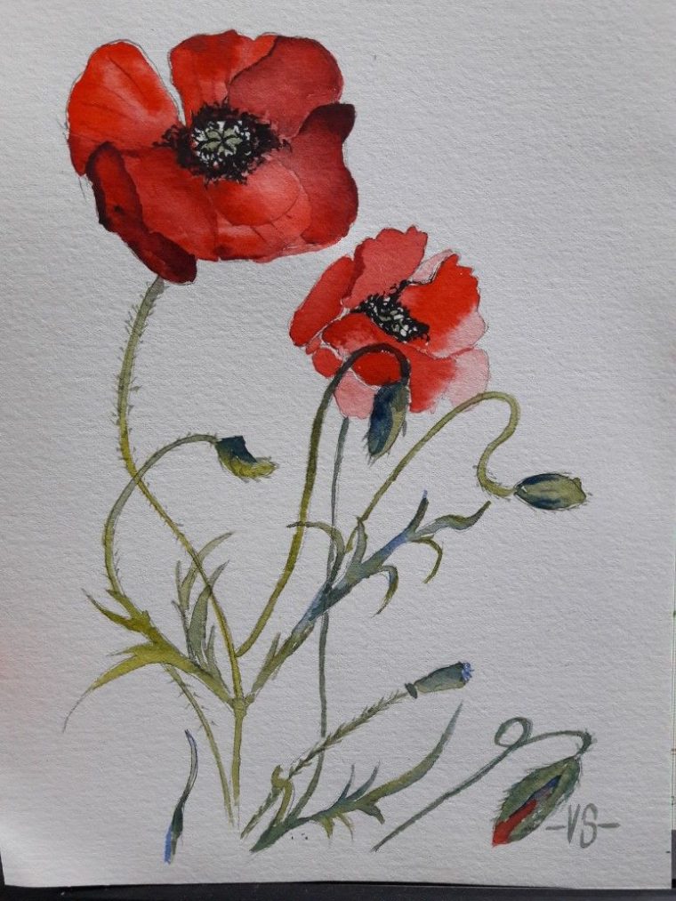 Coquelicots Pour Marie Claude Octobre 19  Maple Leaf concernant Coquelicot Dessin