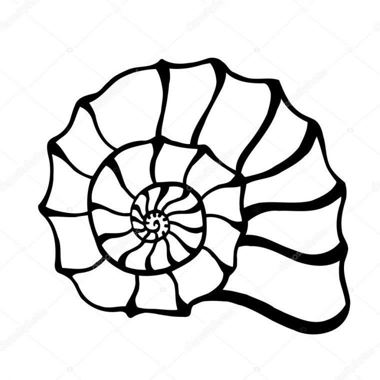 Coquille De Mer Noire . Image Vectorielle Par Frescomovie encequiconcerne Coquillage Dessin