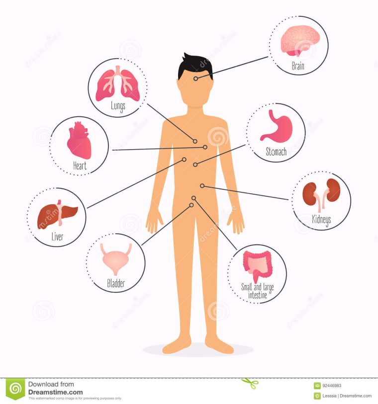 Corps Humain Avec Les Organes Internes Grap De Soins pour Dessin Organes Corps Humain