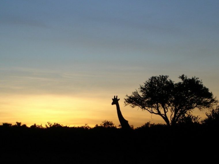 Coucher De Soleil Sur La Savane Africaine – My Blog38 serapportantà Images Savane