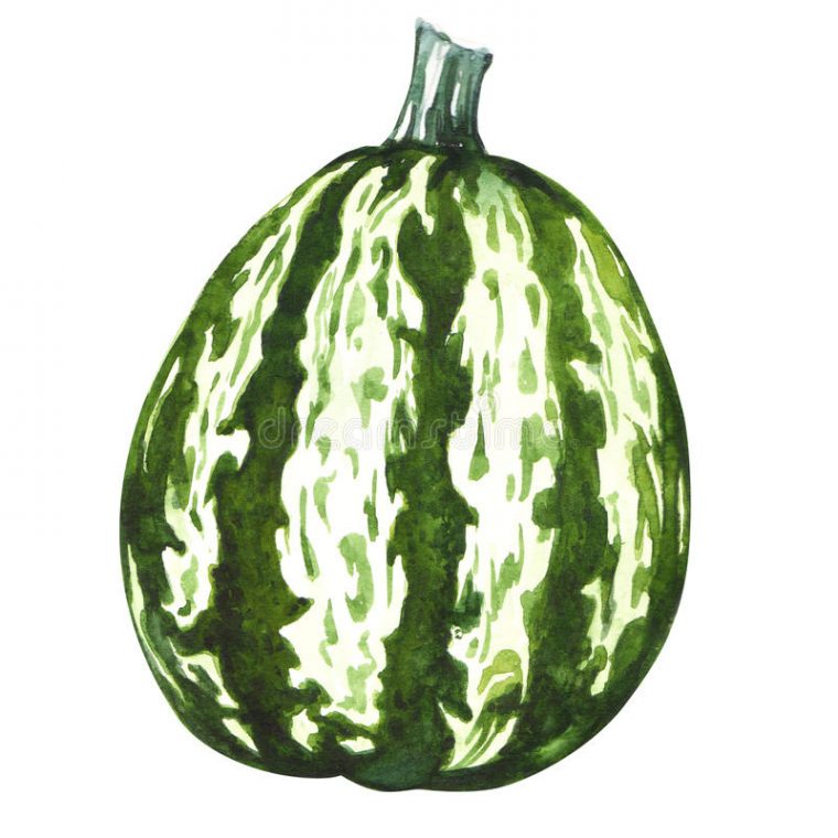 Courge Verte De Potiron Illustration Stock. Illustration destiné Dessin Courge