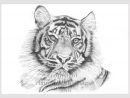 Crayon Graphite Téléchargement Illustration Réaliste Tigre concernant Dessin De Tigre Blanc