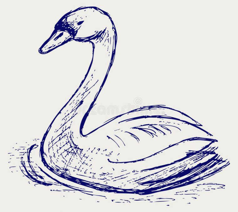 Croquis De Cygne Illustration De Vecteur. Illustration Du serapportantà Dessin De Cygne