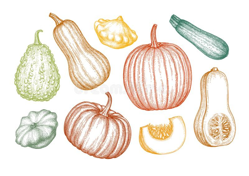 Croquis D&amp;#039;Encre De Courge De Butternut Illustration De concernant Dessin Courge 